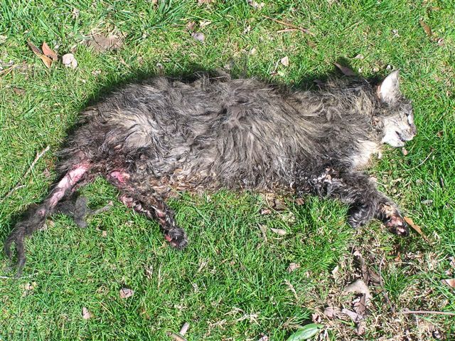 Cat killed by a fan belt