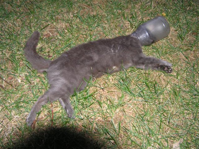Cat trapped in a jar