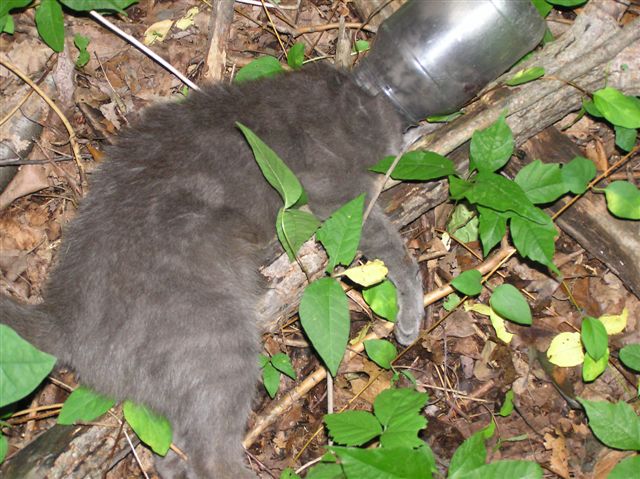 Cat trapped in a jar