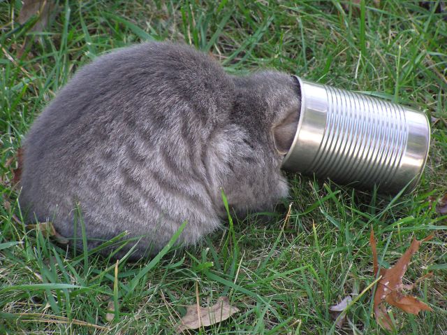 Cat trapped in a jar