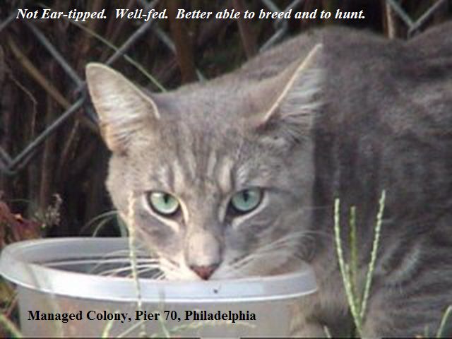 Unaltered cat at a managed colony at Pier 70, Philadelphia